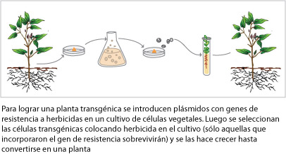 plantatransgenica______.jpg